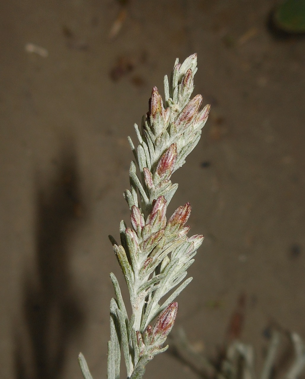 Artemisia caerulescens subsp. cretacea / Assenzio dei calanchi